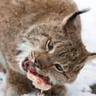 Luchs beim fressen