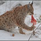 Luchs beim fressen