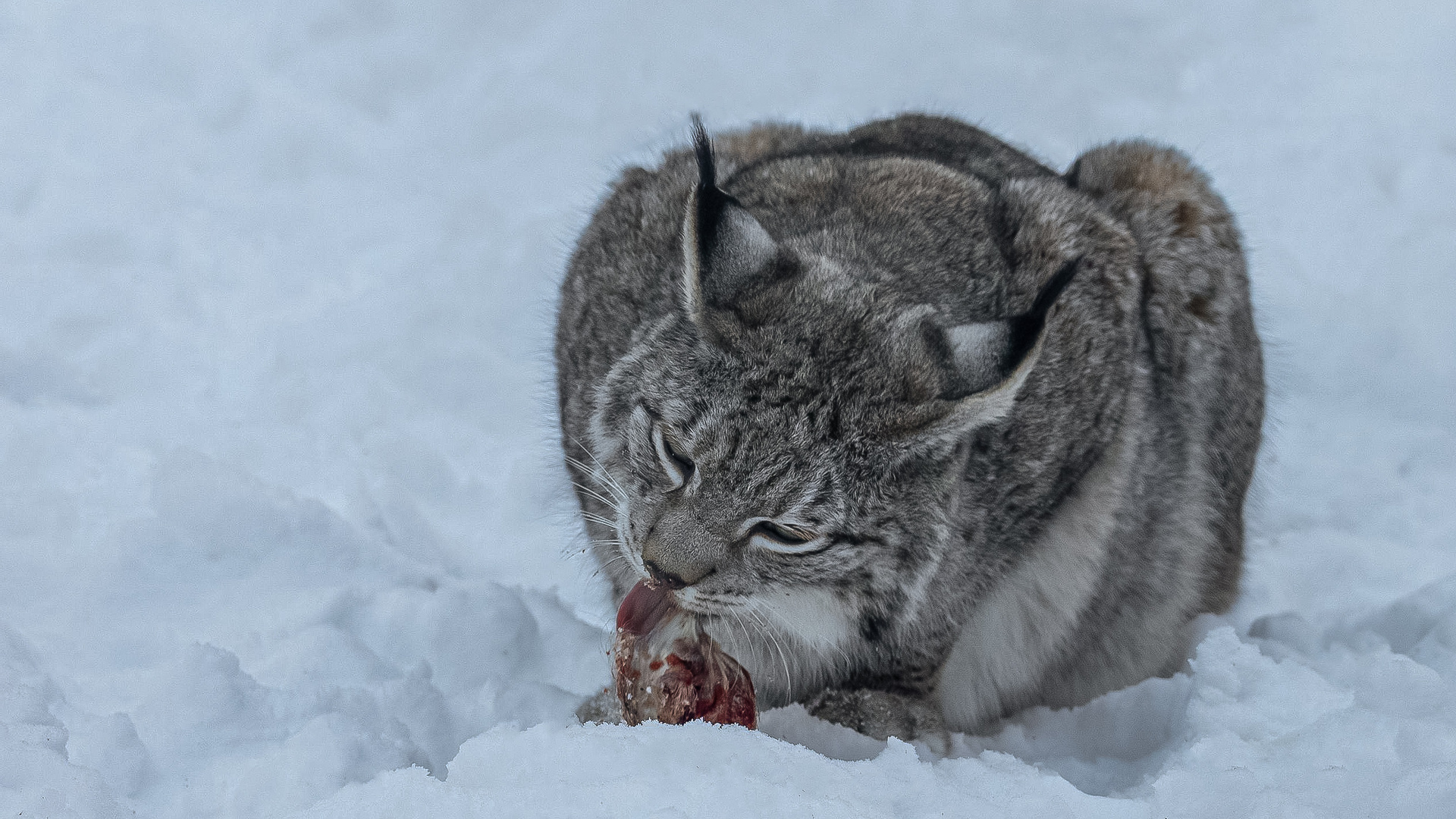 Luchs beim Frühstück