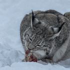 Luchs beim Frühstück