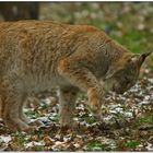 Luchs beim Futter verstecken