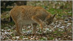 Luchs beim Futter verstecken