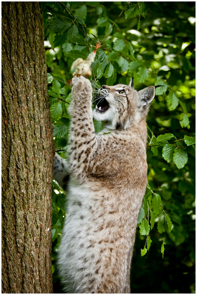 Luchs beim jagen