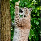 Luchs beim jagen