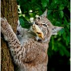 Luchs beim jagen (II)