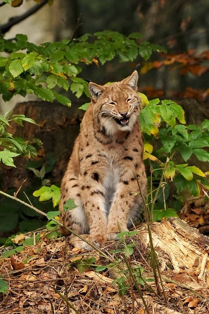 "Luchs beim Lachen"