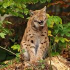 "Luchs beim Lachen"