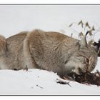 Luchs beim Mittagsmahl