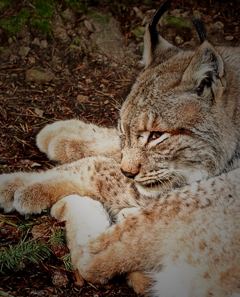 Luchs beim Mittagsschlaf von Klaus Tomandl 