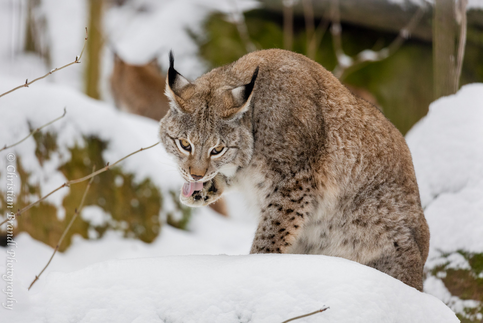 Luchs beim Morgendlichem Putz