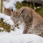 Luchs beim Morgendlichem Putz