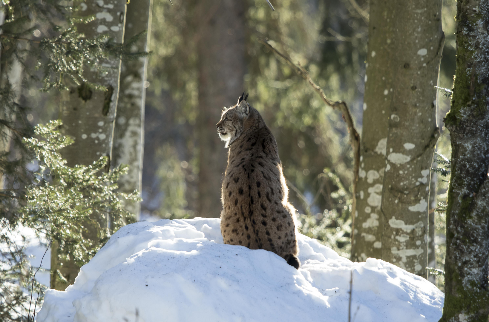 Luchs beim morgendlichen Sonnenbad