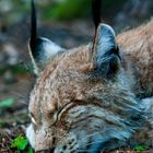 Luchs beim Nickerchen