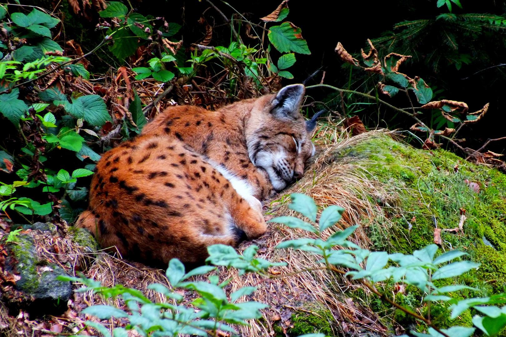 Luchs beim Schlafen