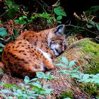 Luchs beim Schlafen