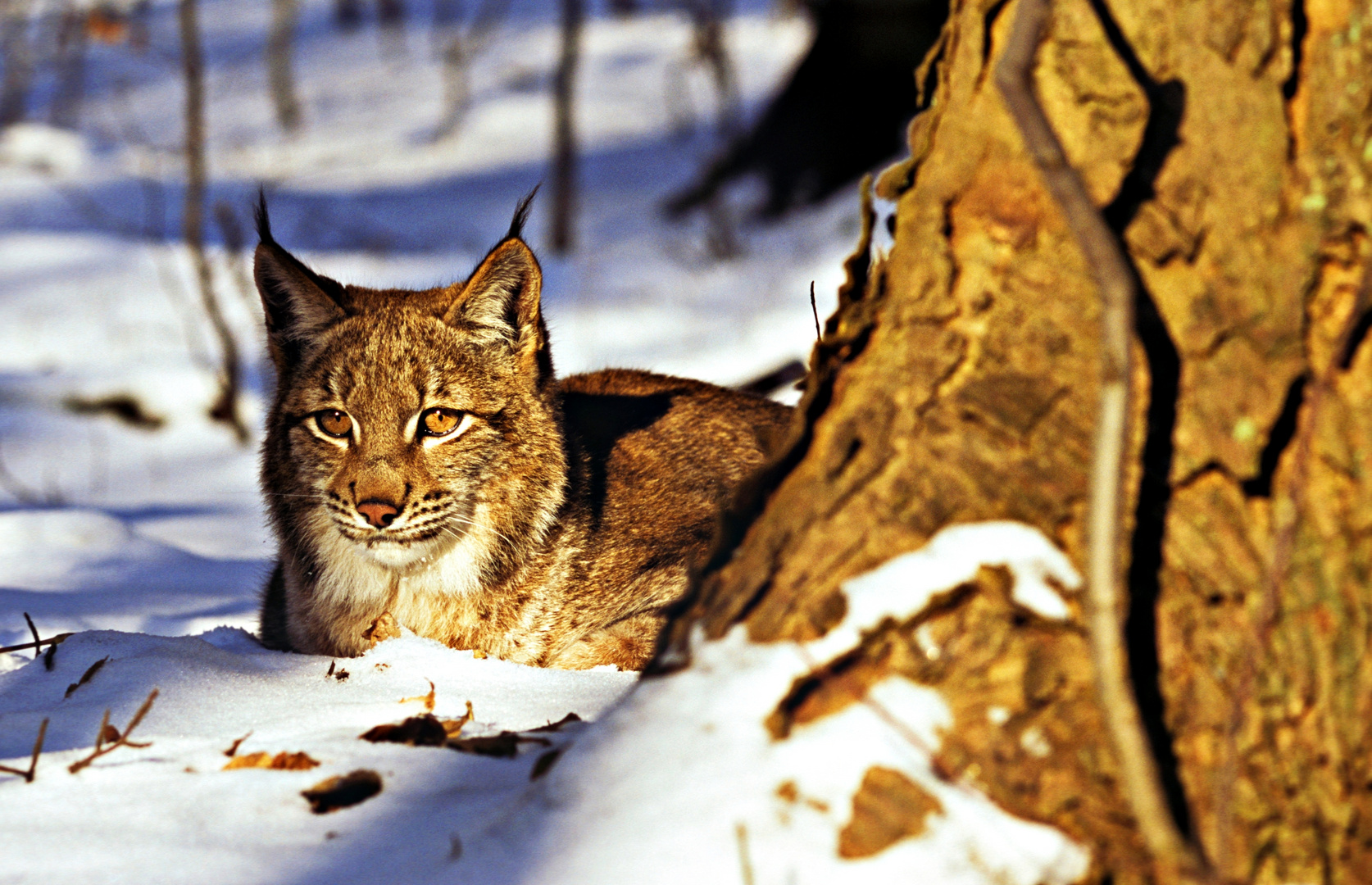 Luchs beim Sonnen!