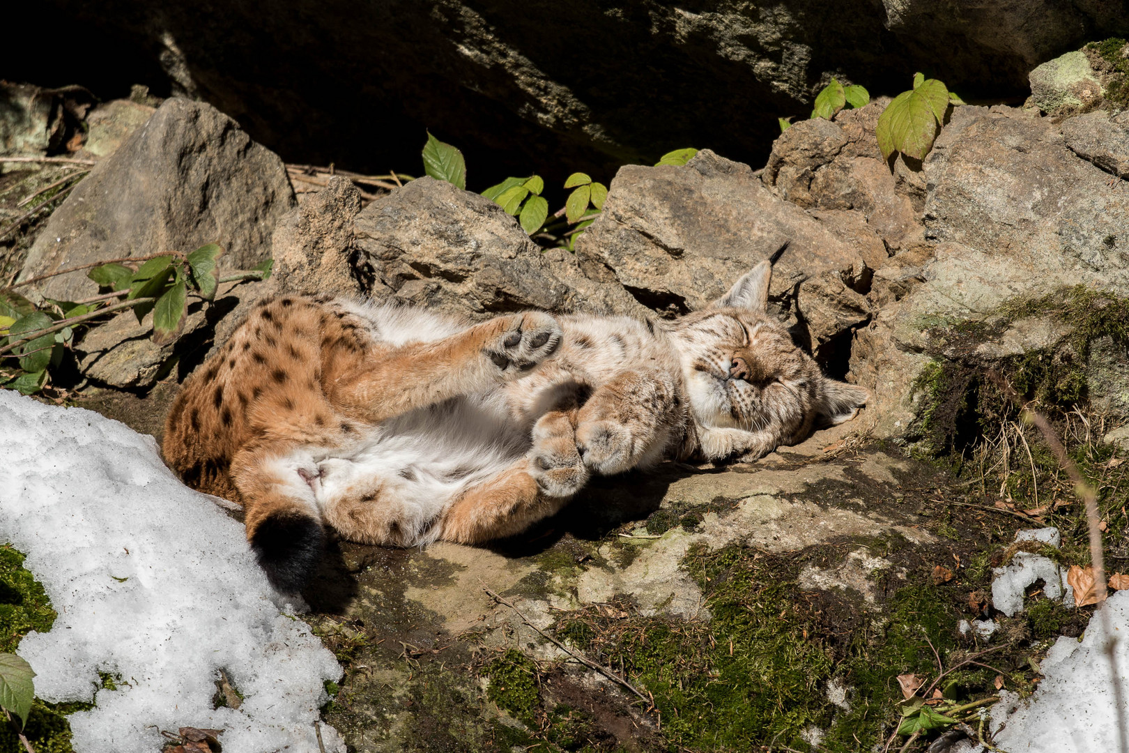 Luchs beim Sonnenbad