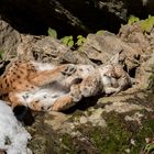 Luchs beim Sonnenbad