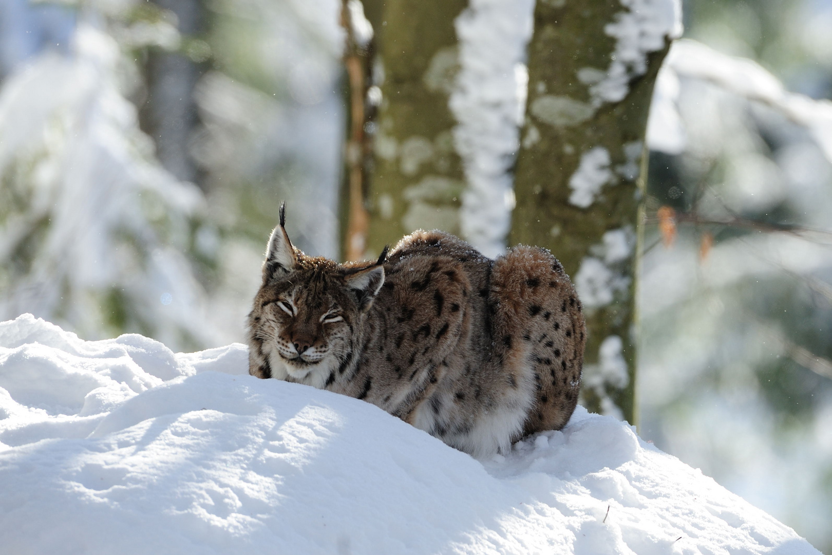 Luchs beim Sonnenbad