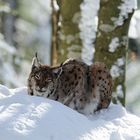 Luchs beim Sonnenbad