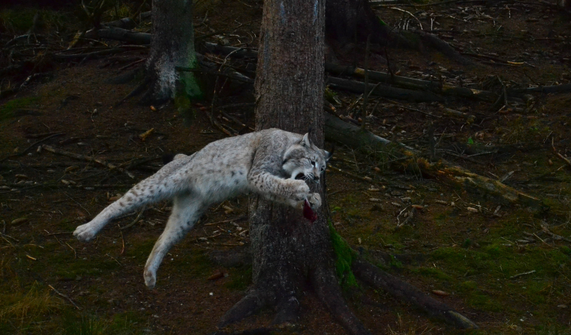 Luchs beim Sprung nach Beute - 11. November 2015