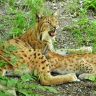 Luchs beim Stillen