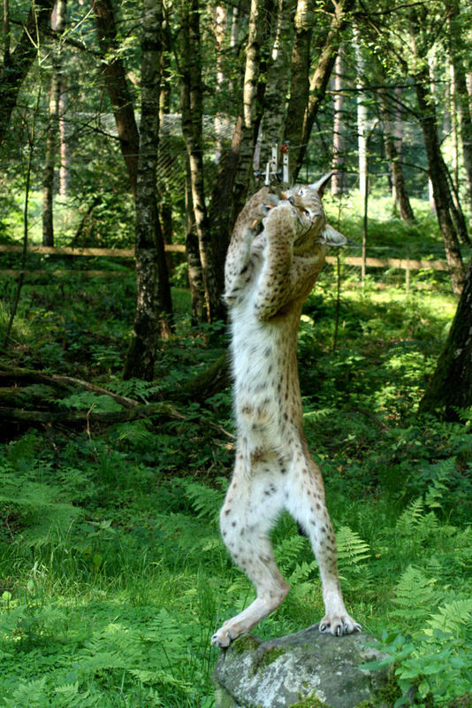 Luchs beim "Turnen"