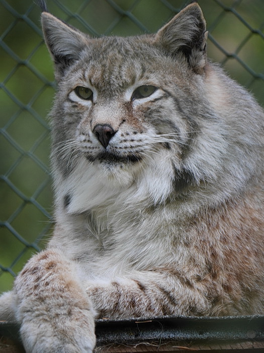 Luchs, beobachtet