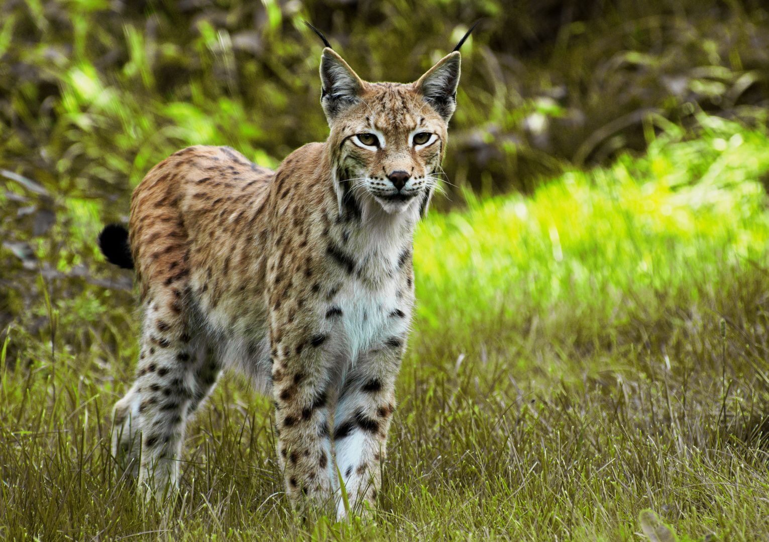 Luchs Foto & Bild | tiere, zoo, wildpark & falknerei, säugetiere Bilder