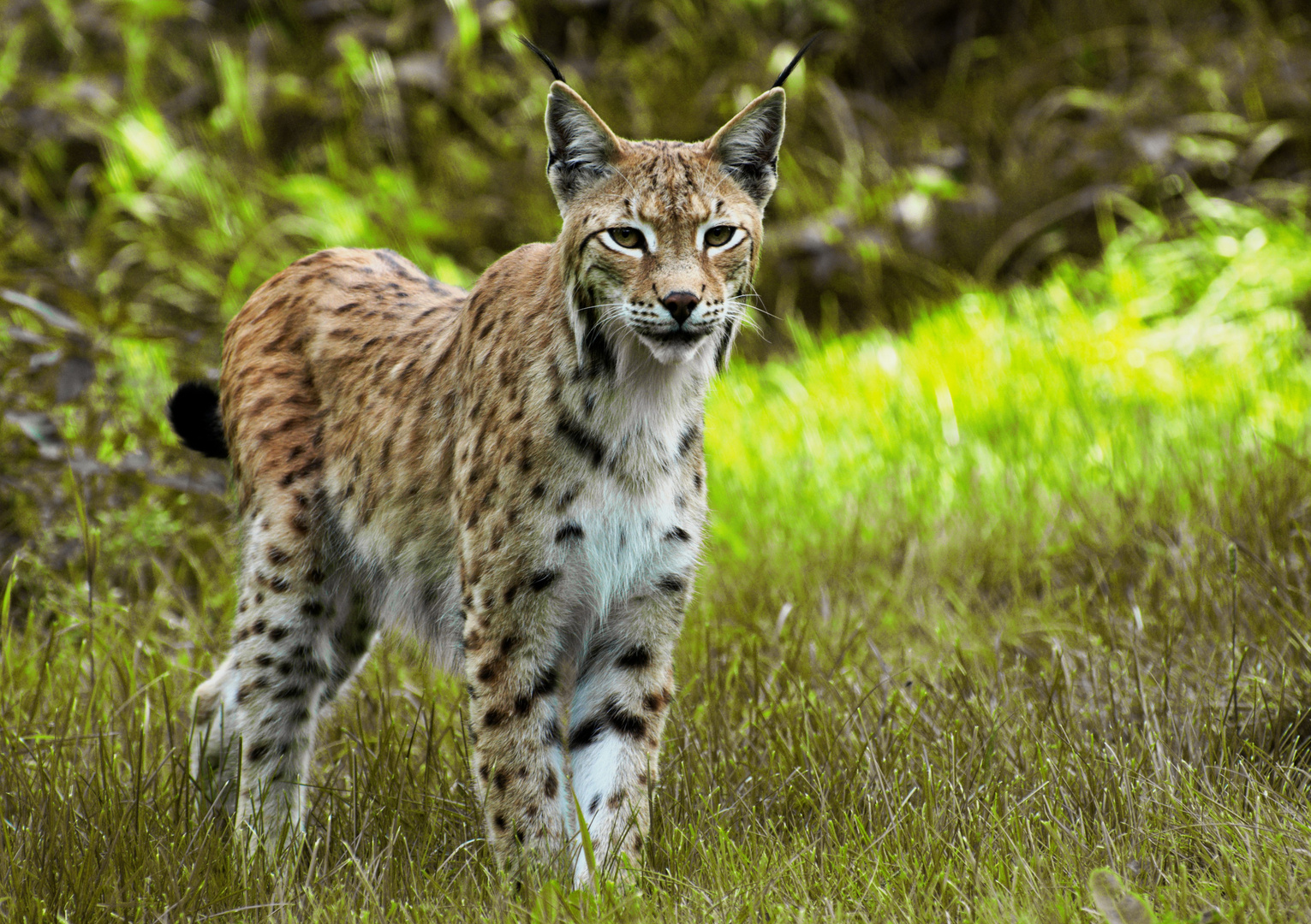 Luchs