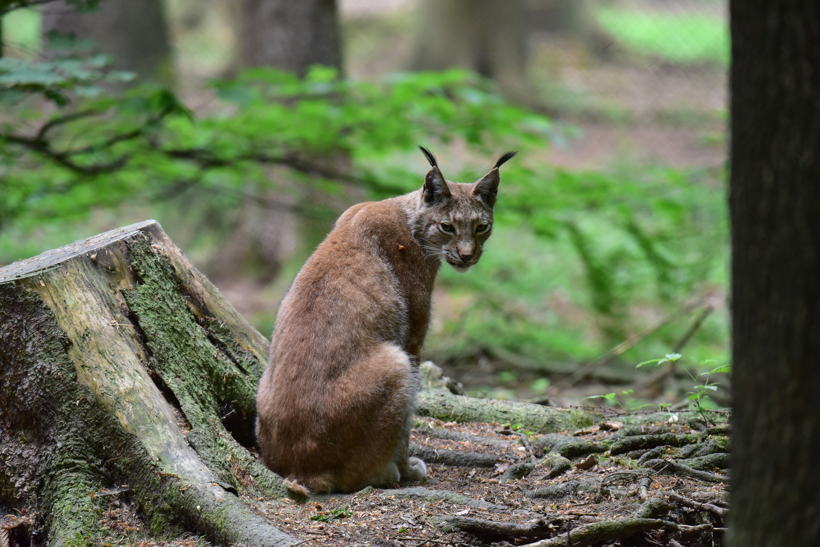 Luchs