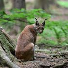 Luchs