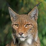 Luchs-Blick