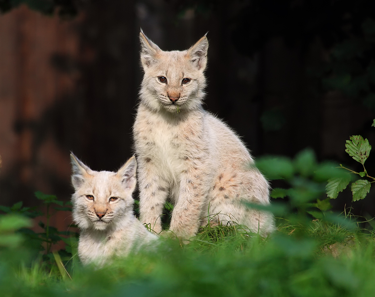 Luchs Brothers