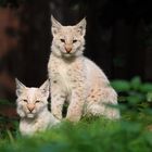 Luchs Brothers