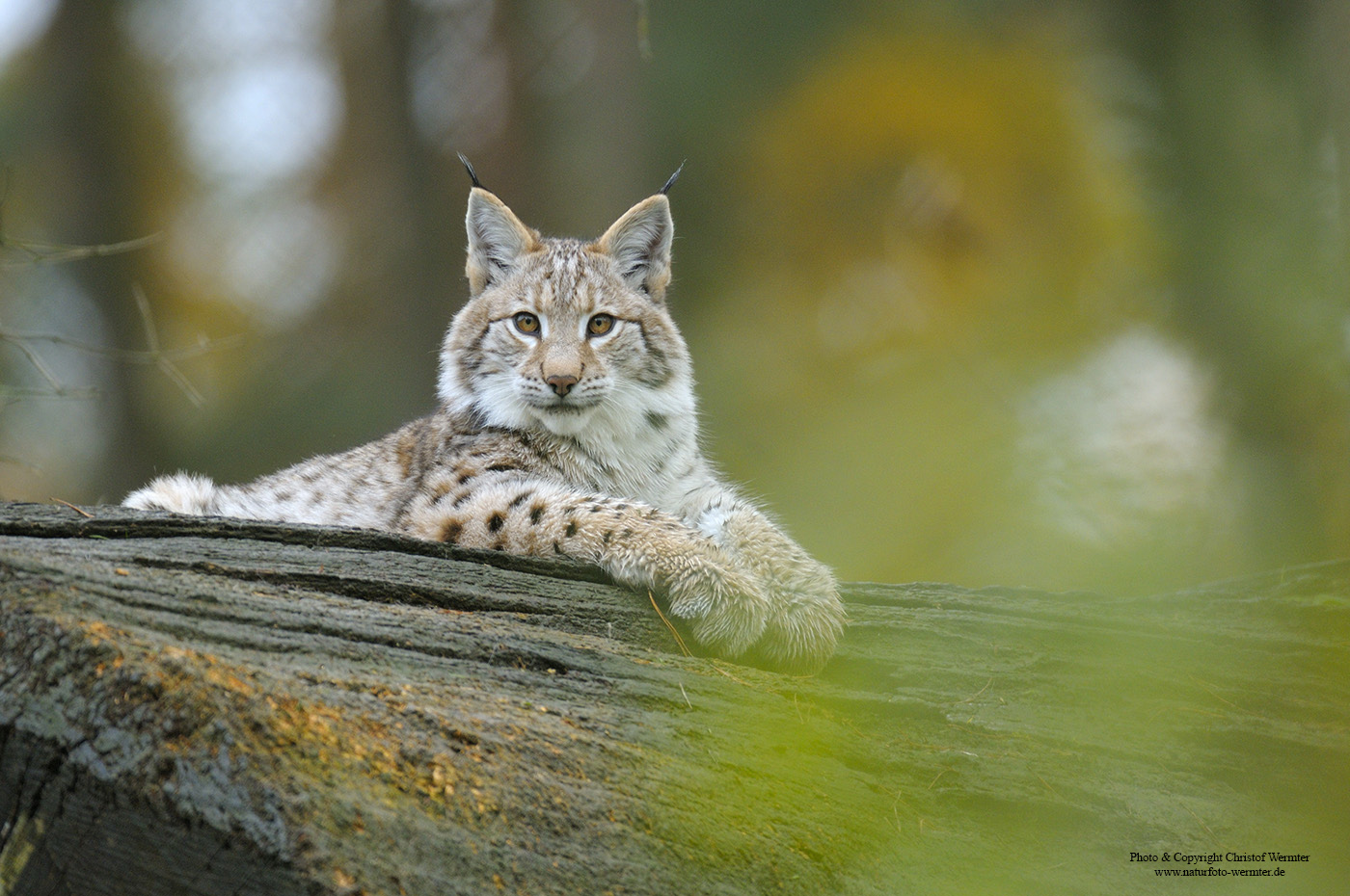 Luchs (c)