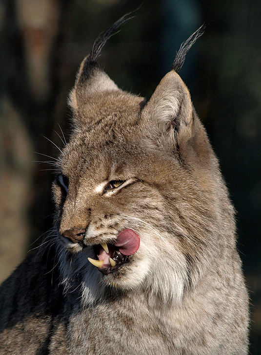 Luchs...