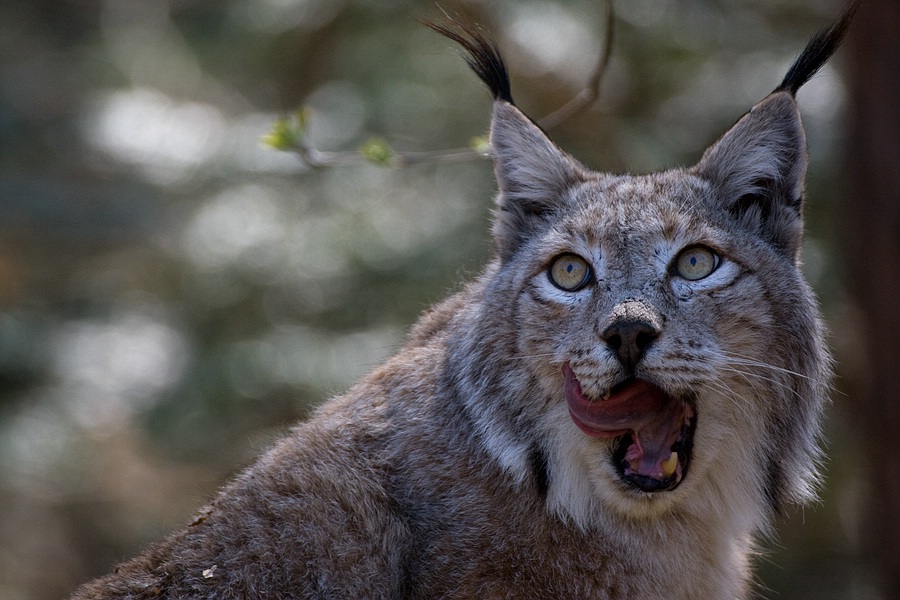 Luchs