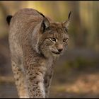 Luchs