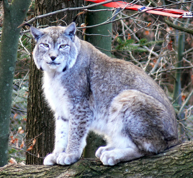 Luchs