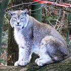 Luchs