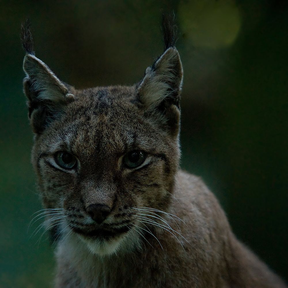 Luchs