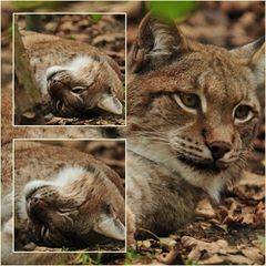 Luchs