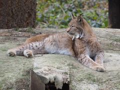 Luchs