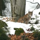 Luchs