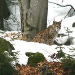 Luchs