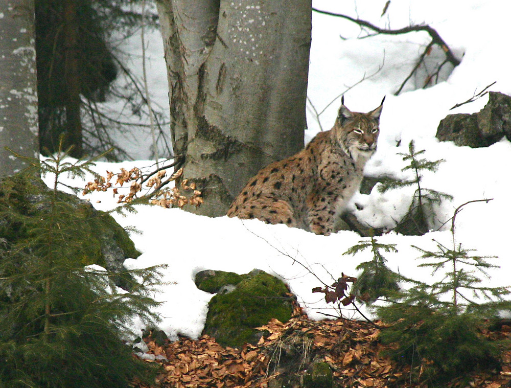 Luchs