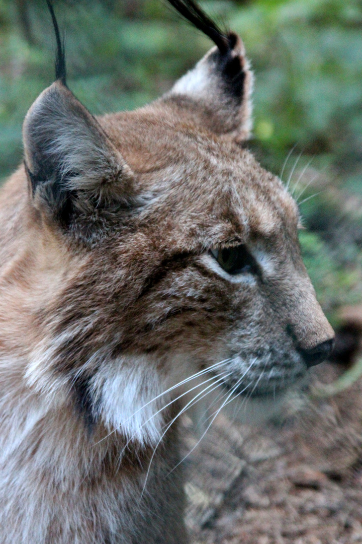 Luchs