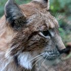 Luchs