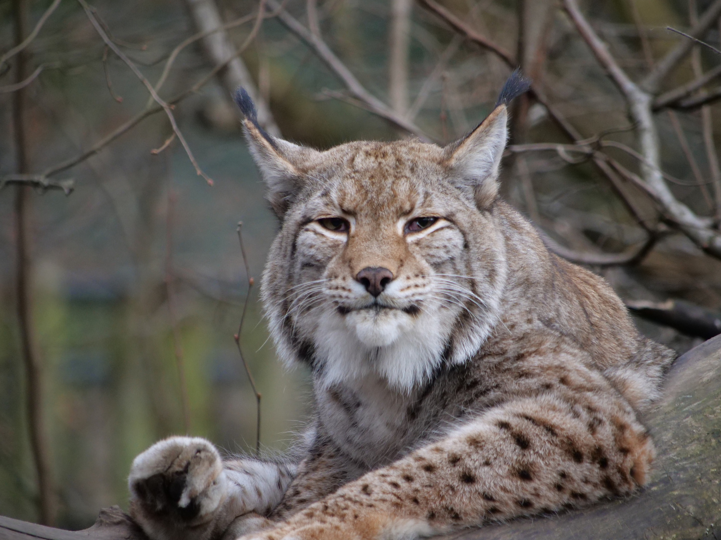 Luchs